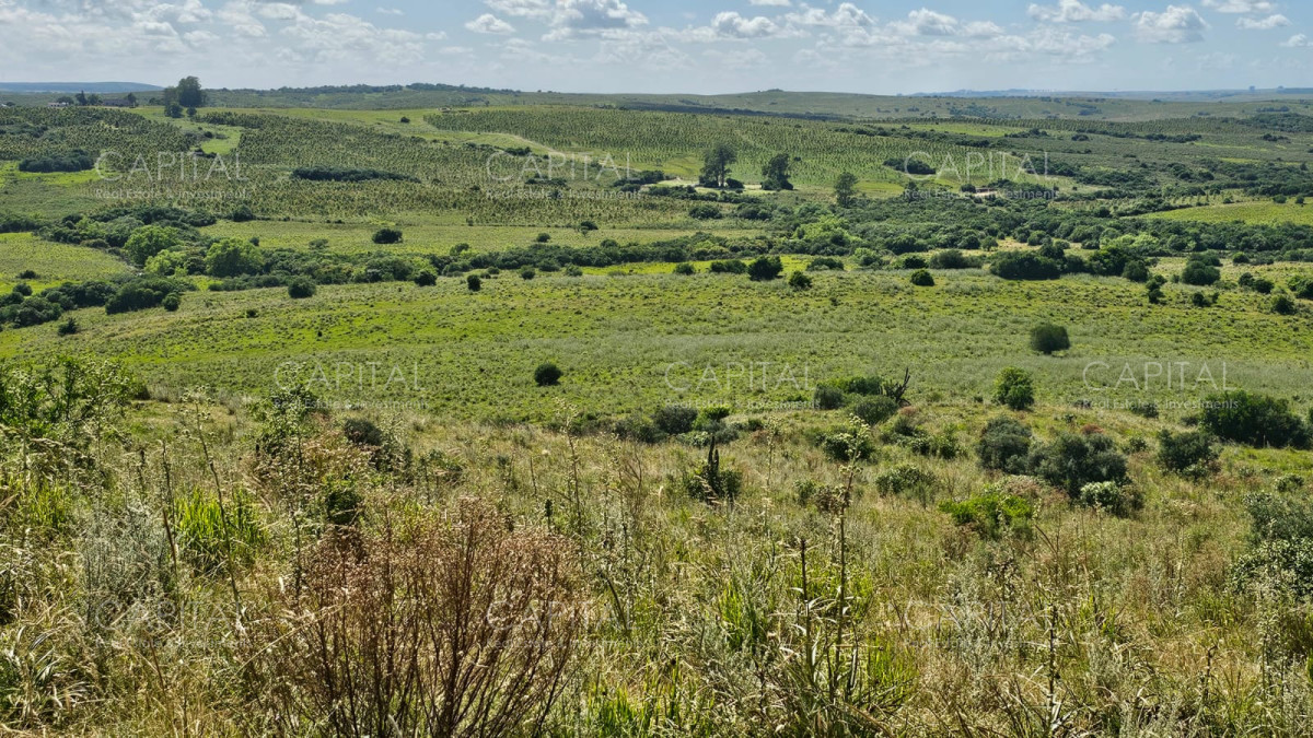 Campo Ref.38588 - OPORTUNIDAD Campo criador 370 Has - Treinta y Tres 