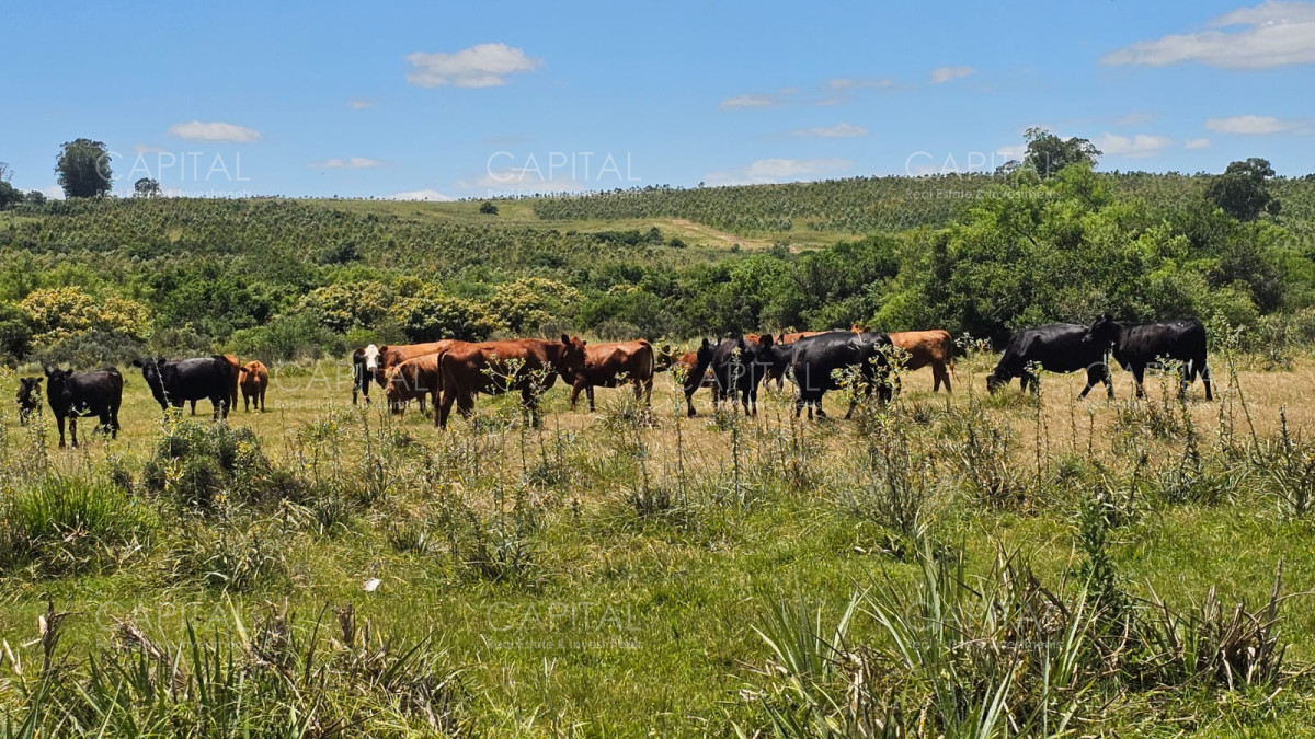 Campo Ref.38588 - OPORTUNIDAD Campo criador 370 Has - Treinta y Tres 