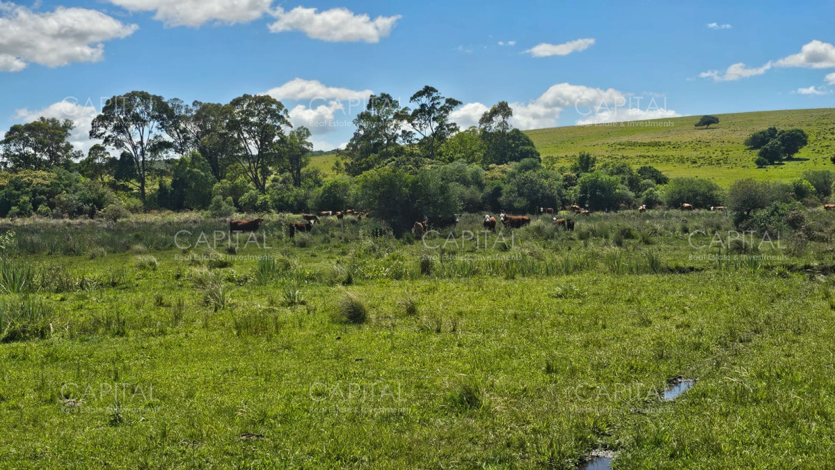 Campo Ref.38588 - OPORTUNIDAD Campo criador 370 Has - Treinta y Tres 