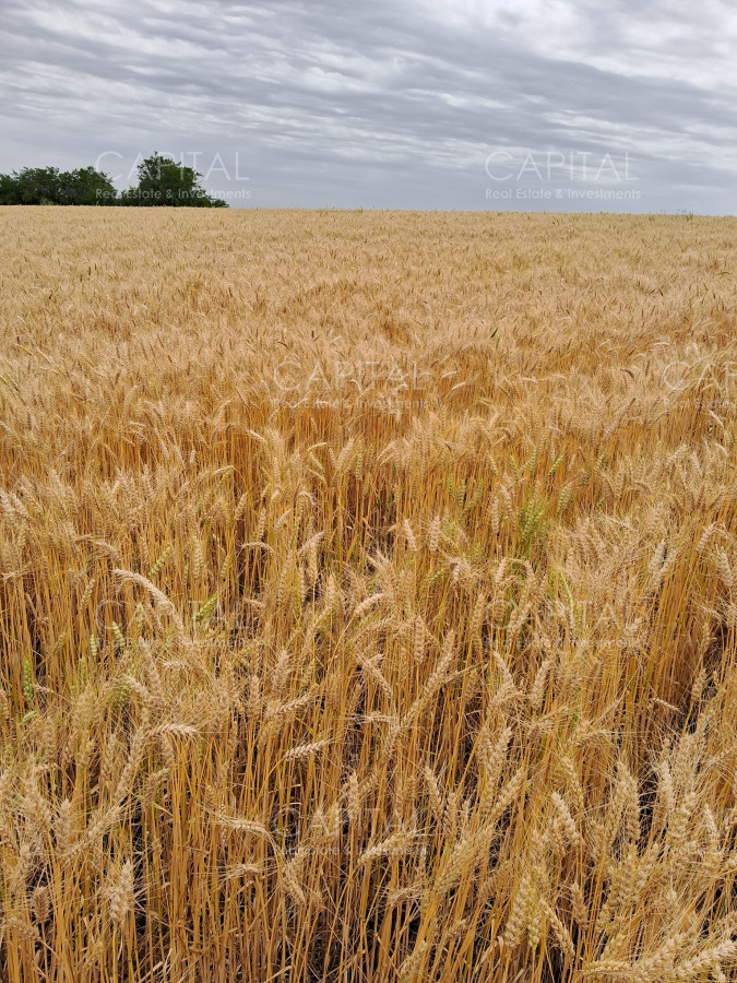 Campo Ref.37245 - Campo agrícola Canelones