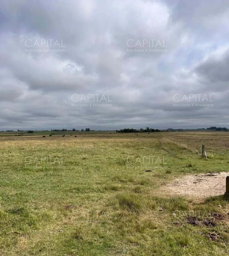 Campo Ref.37314 - Venta Campo Sarandí Grande Florida