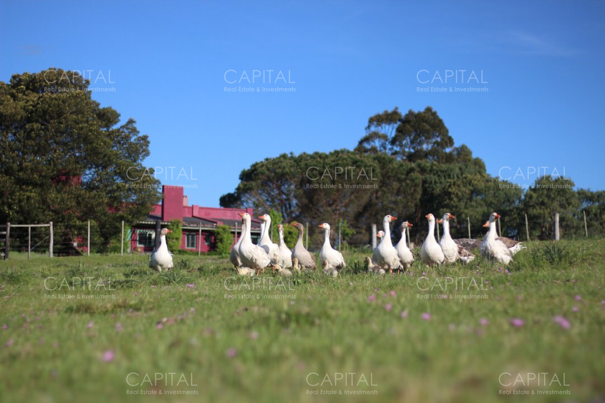 Campo Ref.37919 - Pintoresco Campo en venta con ubicación y entorno privilegiado