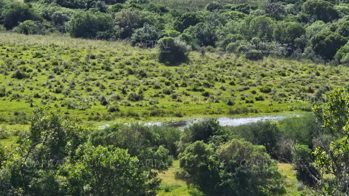 Campo Ref.38588 - OPORTUNIDAD Campo criador 370 Has - Treinta y Tres 