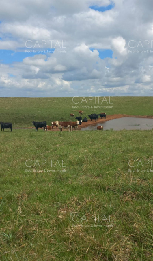 Campo Ref.37561 - CAMPO AGRÍCOLA - GANADERO + de 3000 has - Cerro Largo
