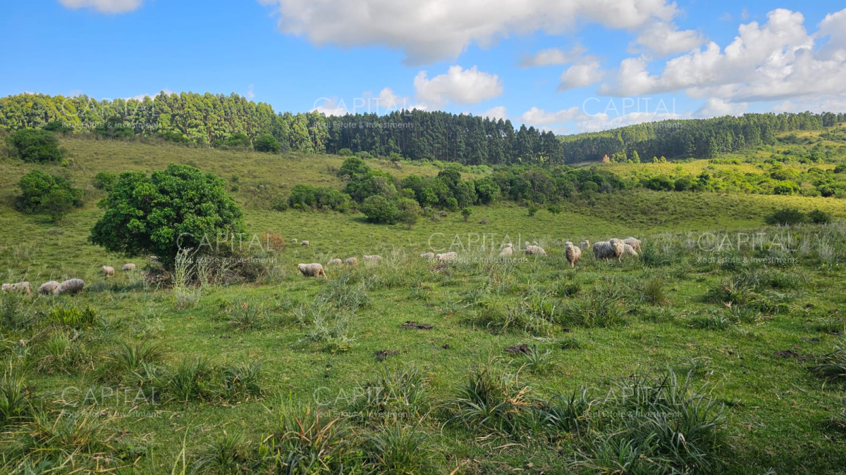 Campo Ref.38588 - OPORTUNIDAD Campo criador 370 Has - Treinta y Tres 