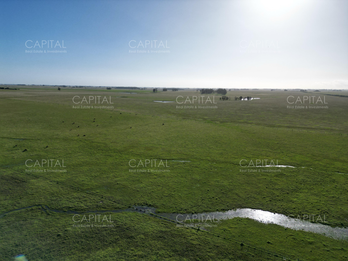 Campo agrícola ganadero - Cerro Largo  - CCP38586P