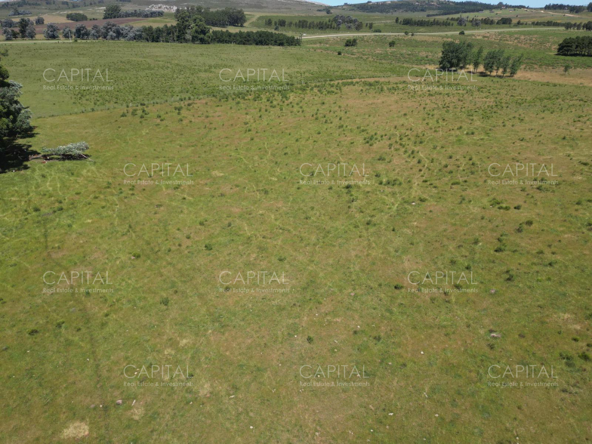Campo Ref.37301 - ESPECTACULAR CAMPO DE 124 has . LAGUNA DEL SAUCE 