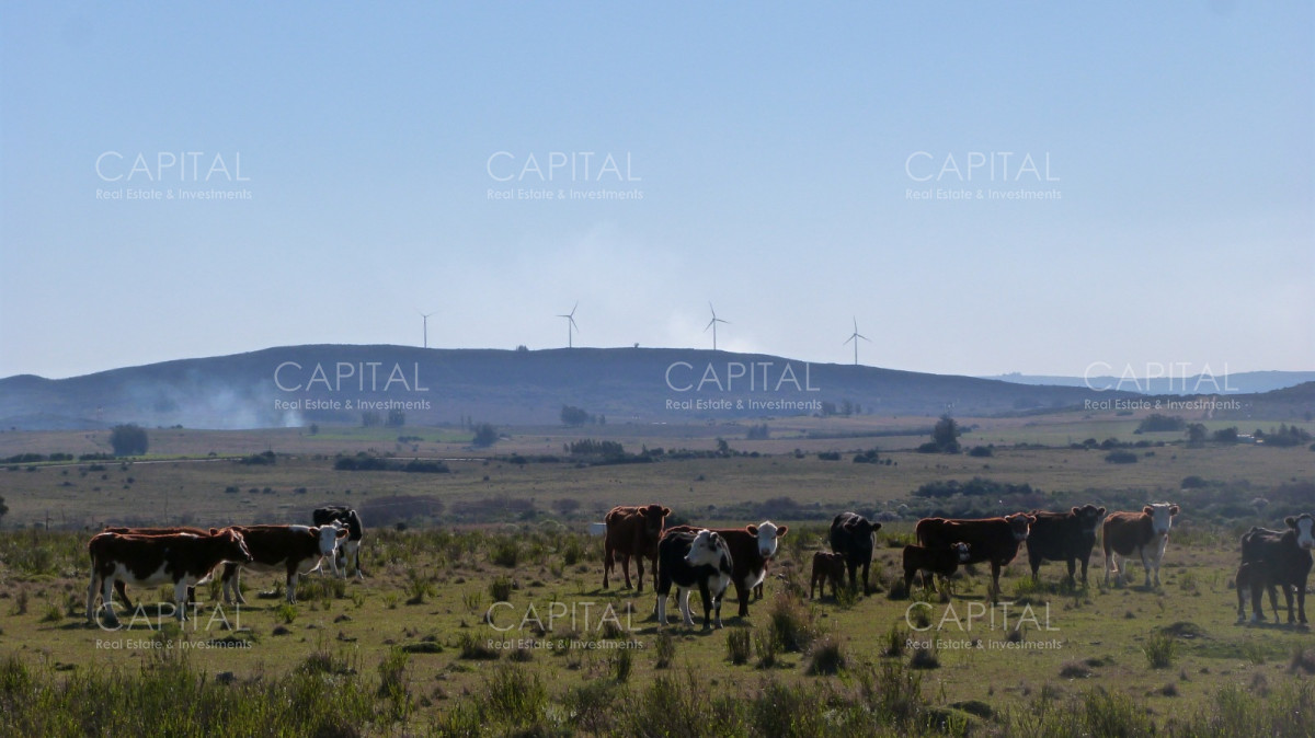 Campo Ref.33123 - Campo ganadero a 20km de San Carlos