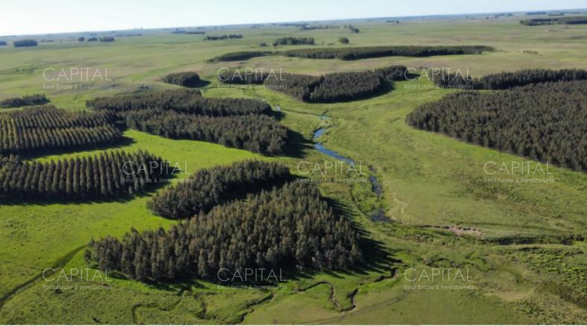 Durazno 850 has - Campo ganadero forestal