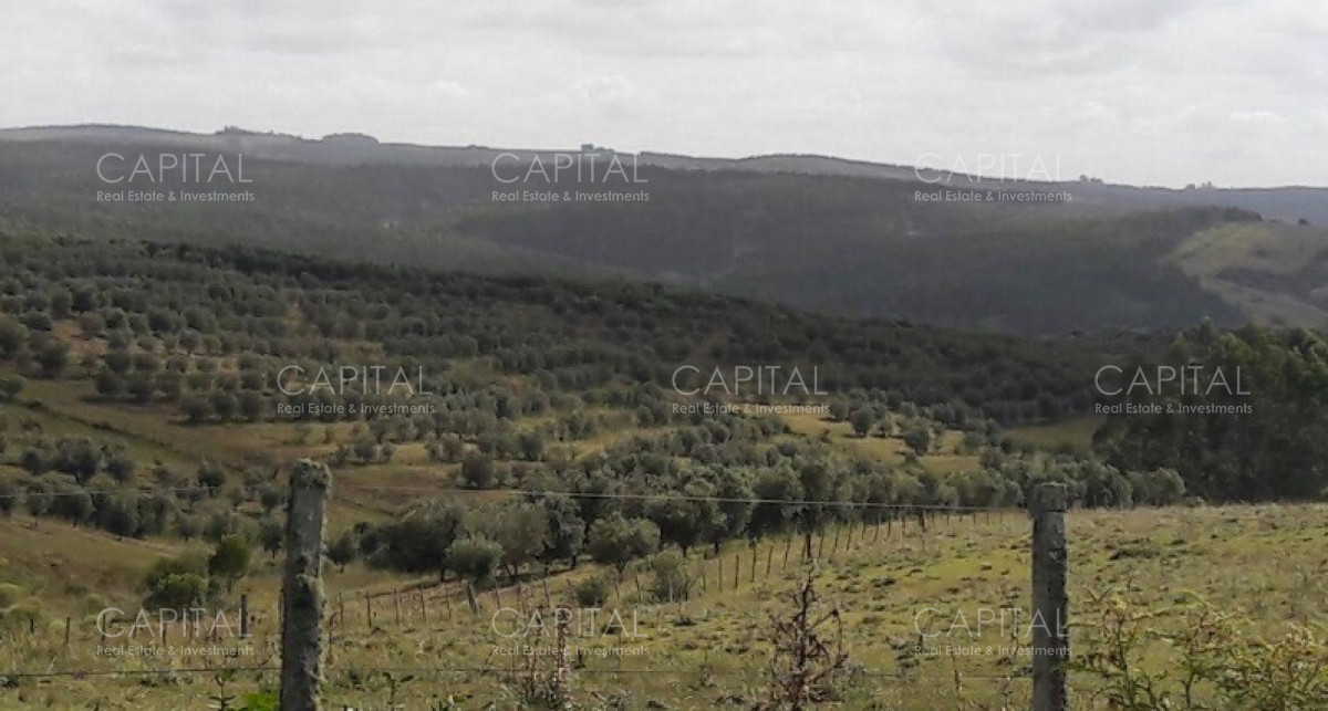 Campo Ref.39638 - Campo ganadero 300 has Rocha 