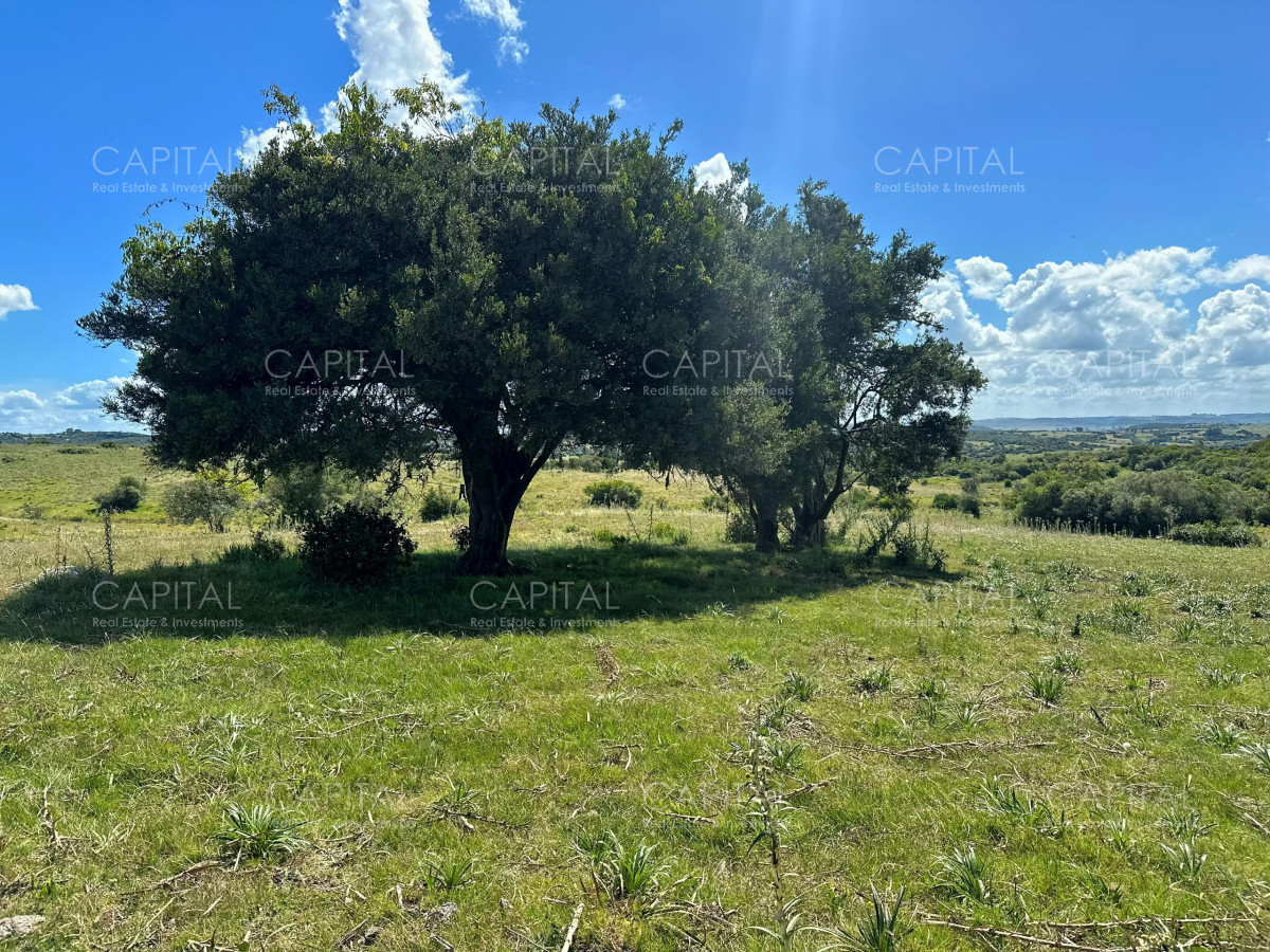 Campo Ref.38259 - CAMPO 55 has próximo a Aiguá