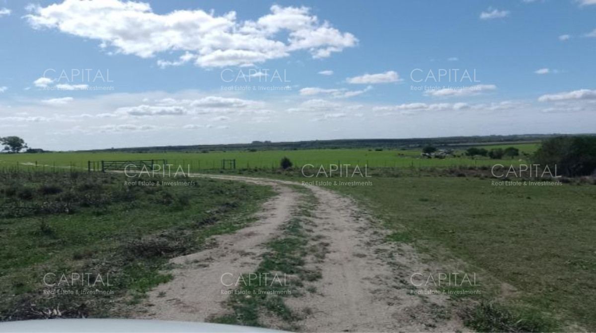 Campo Ref.37489 - FLORES 500 Has Buen campo agrícola 