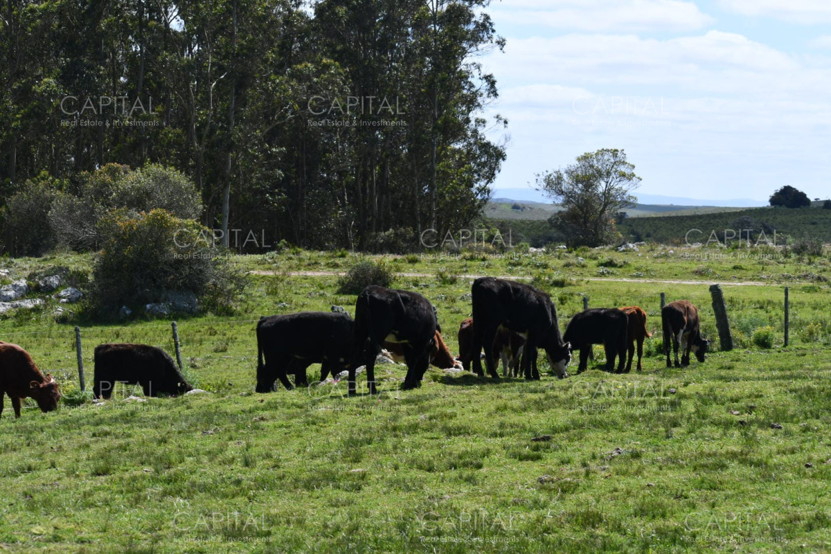 Campo Ref.37865 - Campo 78has. ganadero-turístico Ruta 60
