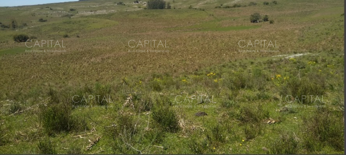 Campo Ref.38588 - OPORTUNIDAD Campo criador 370 Has - Treinta y Tres 