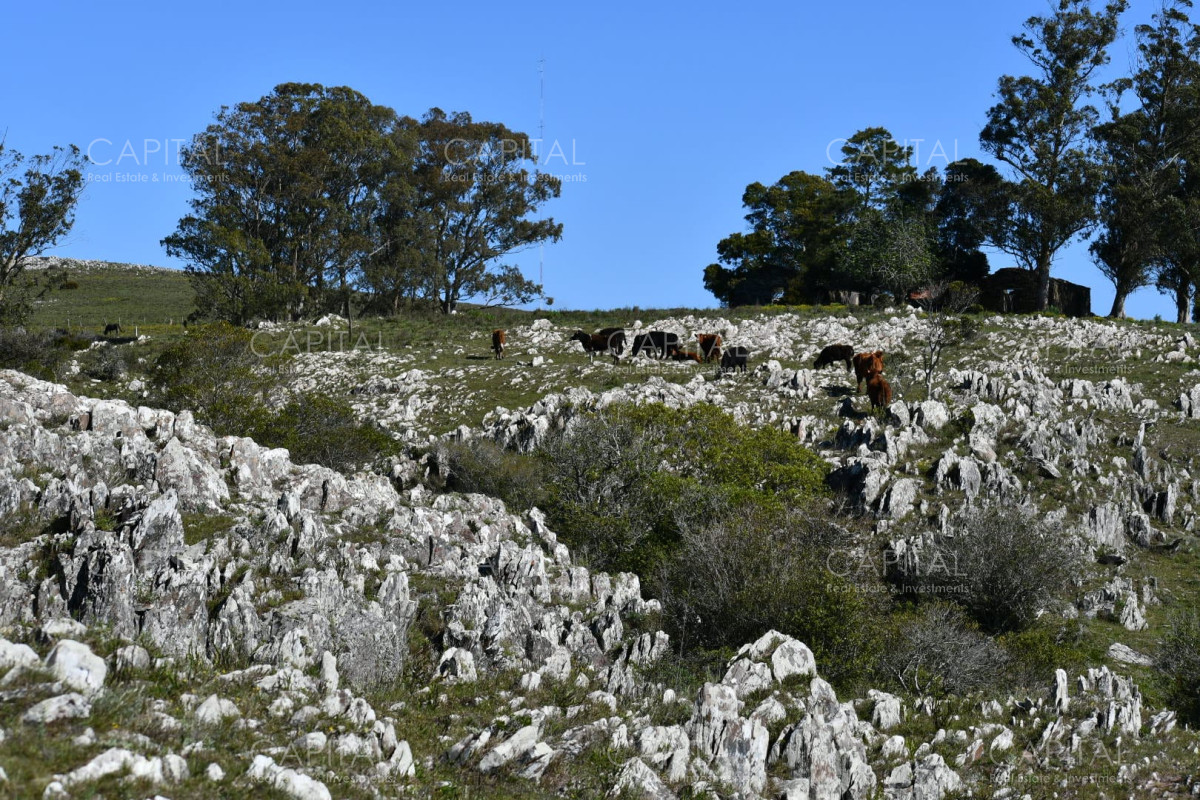 Campo Ref.37865 - Campo 78has. ganadero-turístico Ruta 60