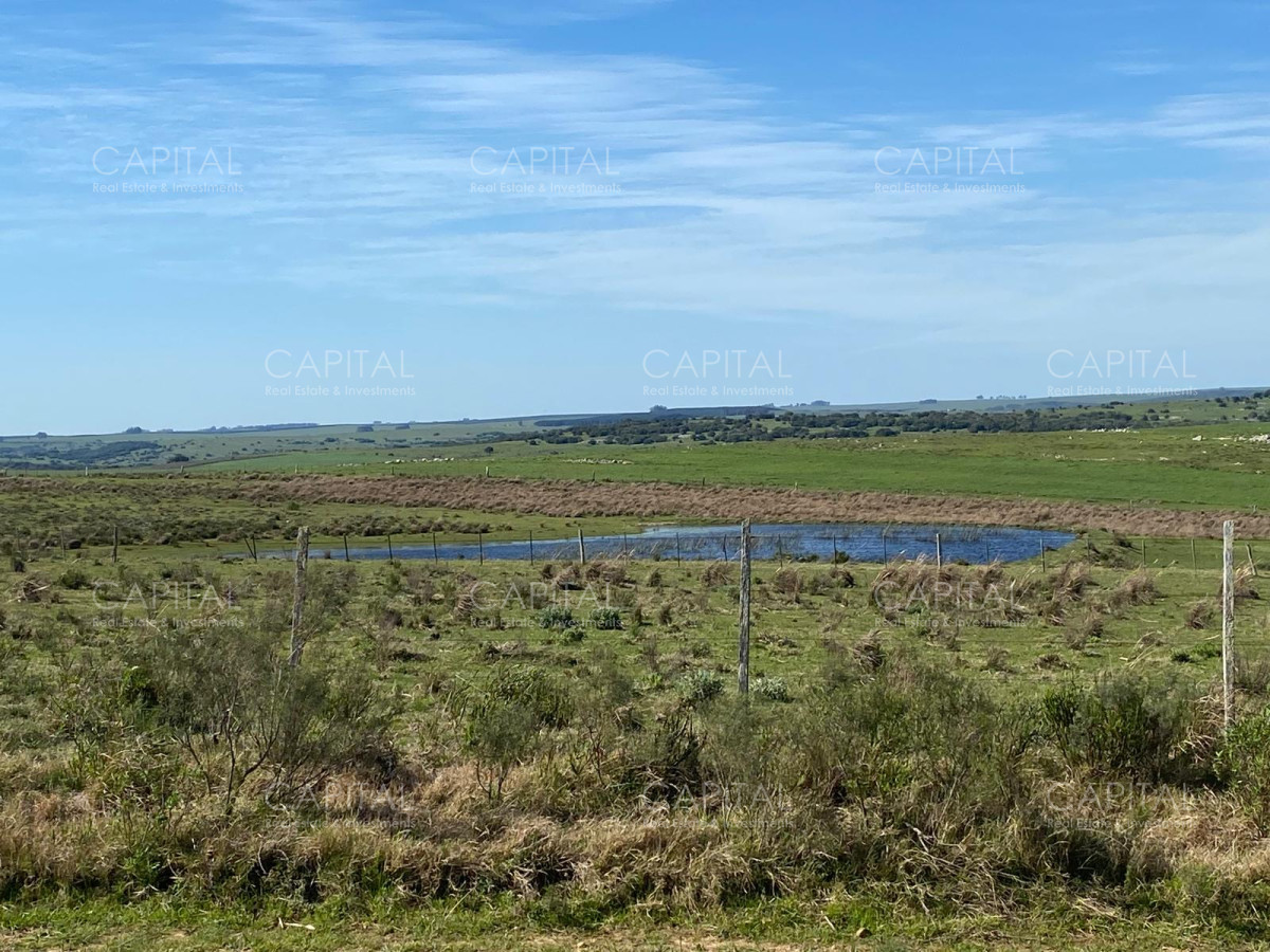 Campo ganadero forestal  - CCP37230P
