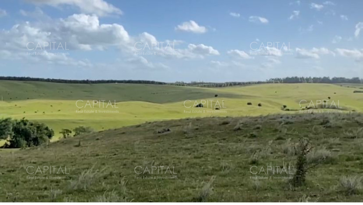 Campo Ganadero-Forestal 300 has  - CCP37195P