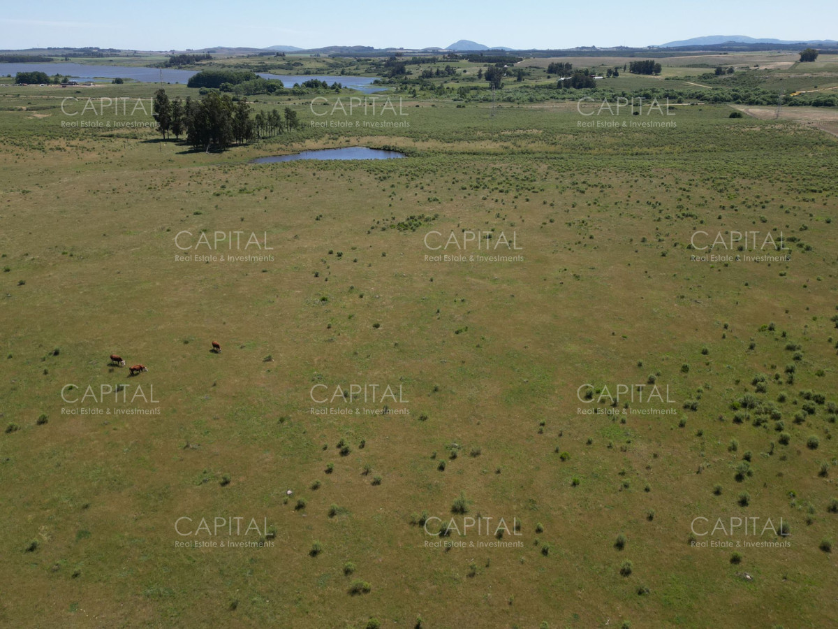 Campo Ref.37301 - ESPECTACULAR CAMPO DE 124 has . LAGUNA DEL SAUCE 