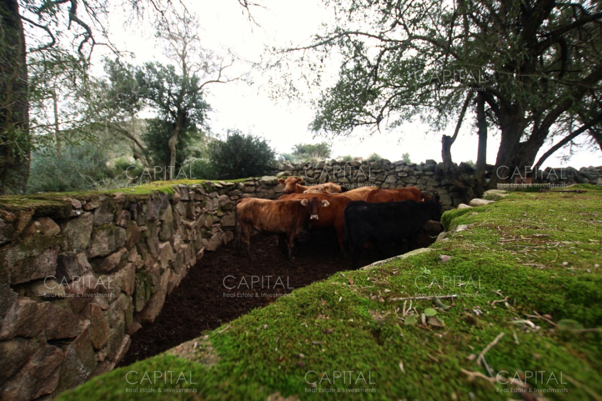 Campo Ref.37919 - Pintoresco Campo en venta con ubicación y entorno privilegiado