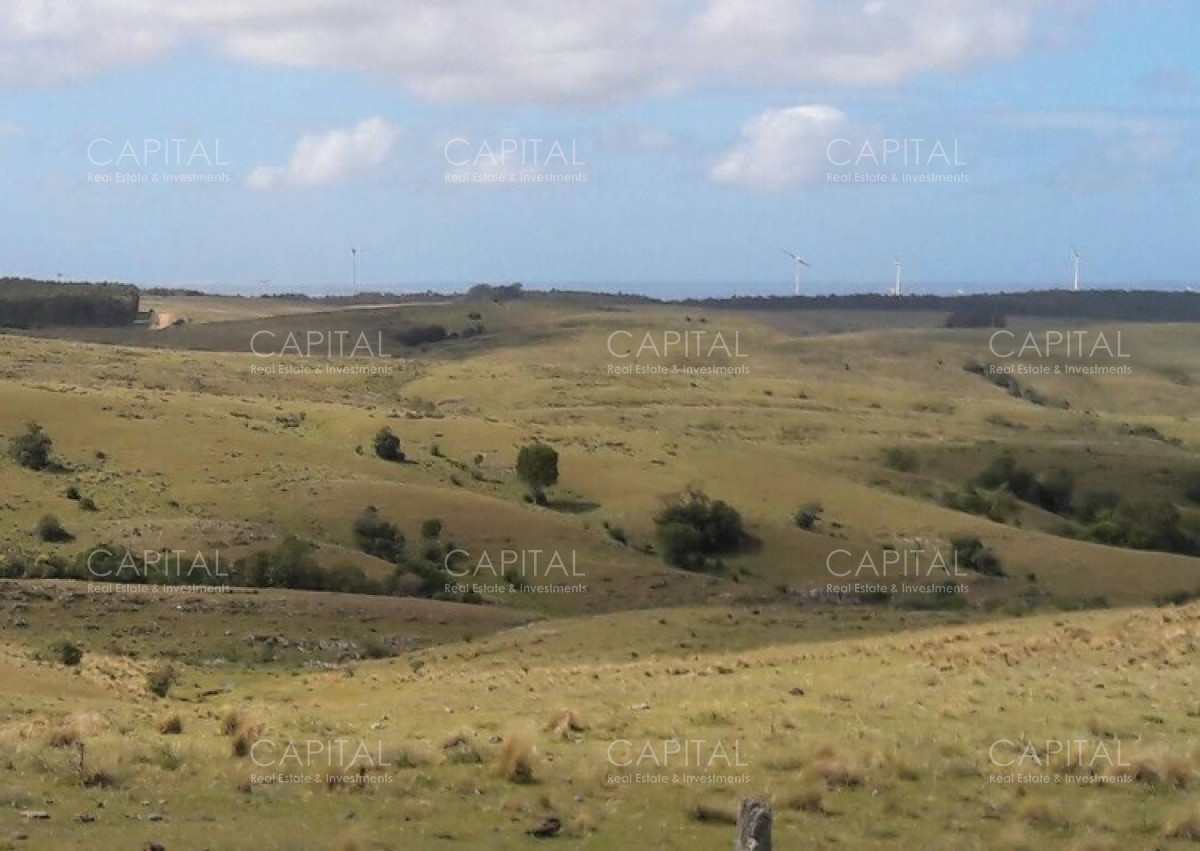 Campo Ref.39638 - Campo ganadero 300 has Rocha 