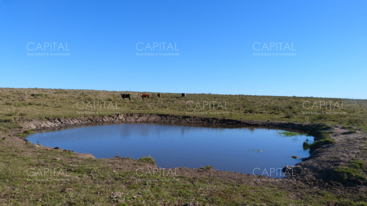Campo Ref.33123 - Campo ganadero a 20km de San Carlos