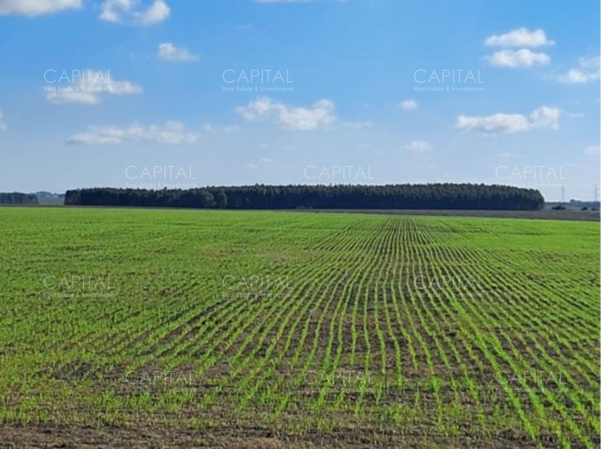 Campo Ref.37489 - FLORES 500 Has Buen campo agrícola 