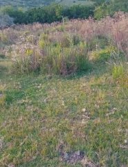 OPOTUNIDAD CAMPO 150 HAS costas del Aiguá