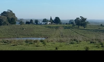 Campo ganadero - forestal 550 Has