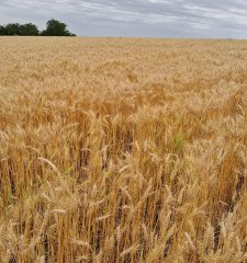Campo agrícola Canelones