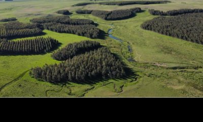 Durazno 850 has - Campo ganadero forestal