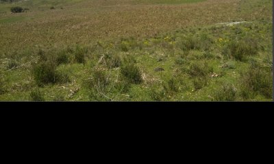 Campo ganadero - forestal 370 Has - Treinta y Tres