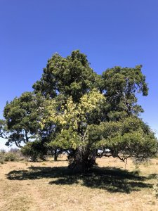 lote de 108 hectareas en el caracol - garzon - ccp29941t