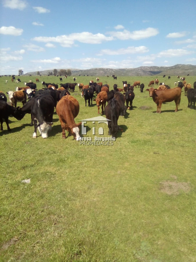 venta de campo - TBP257P