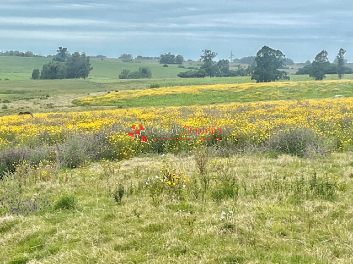 Chacra ID.1839 - VENTA - Chacras en Jose Ignacio rural, complejo Los Zainos, ruta 9
