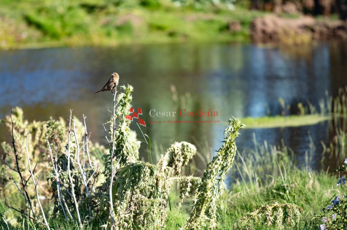 Chacra ID.1839 - VENTA - Chacras en Jose Ignacio rural, complejo Los Zainos, ruta 9