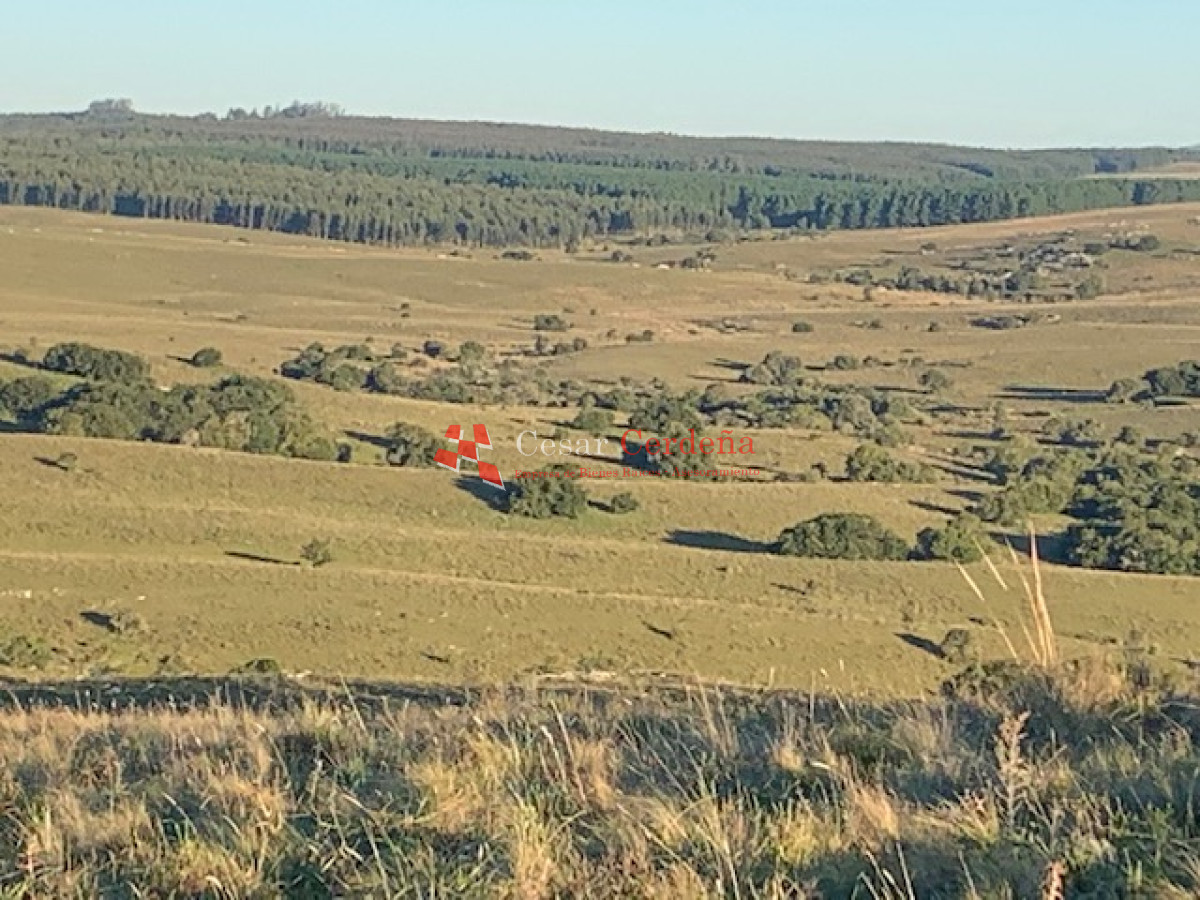 VENTA - 19 Hectáreas en Sierra de las Cañas - CCB1583H