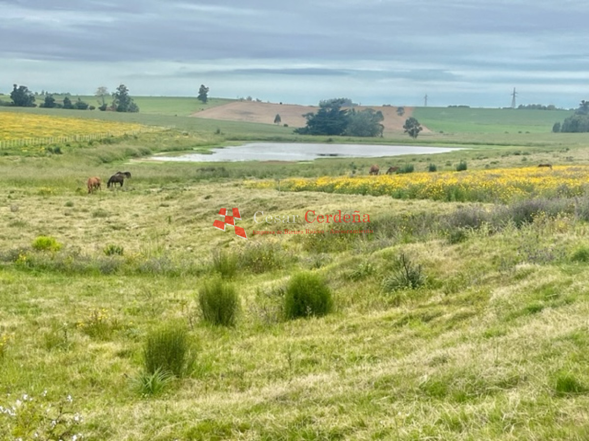 Chacra ID.1839 - VENTA - Chacras en Jose Ignacio rural, complejo Los Zainos, ruta 9