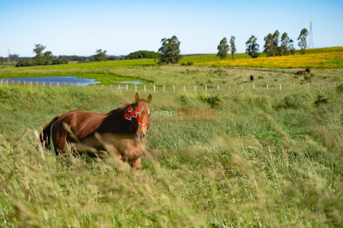 Chacra ID.1839 - VENTA - Chacras en Jose Ignacio rural, complejo Los Zainos, ruta 9