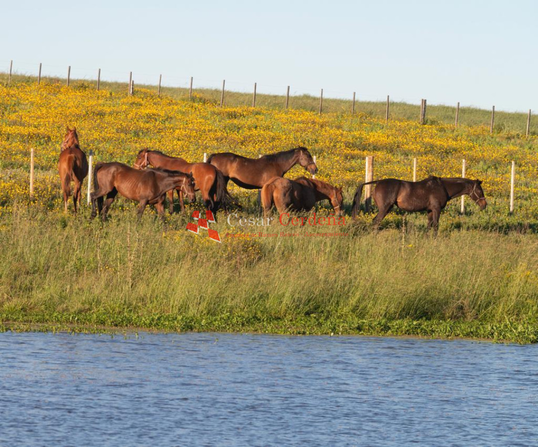 Chacra ID.1839 - VENTA - Chacras en Jose Ignacio rural, complejo Los Zainos, ruta 9
