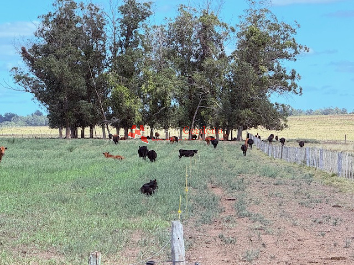 Chacra ID.1972 - VENTA - Chacra 21 hectáreas Jose Ignacio