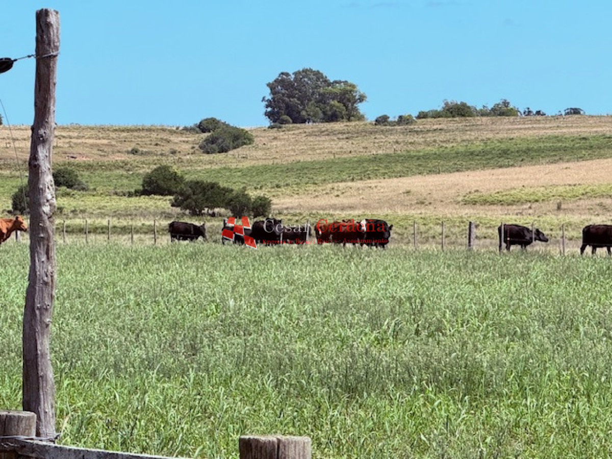 Chacra ID.1972 - VENTA - Chacra 21 hectáreas Jose Ignacio