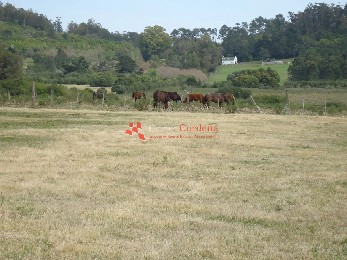 Chacra ID.1223 - VENTA - Chacra en La Pataia 8 hectareas