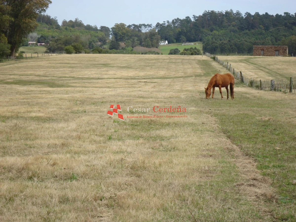 Chacra ID.1223 - VENTA - Chacra en La Pataia 8 hectareas