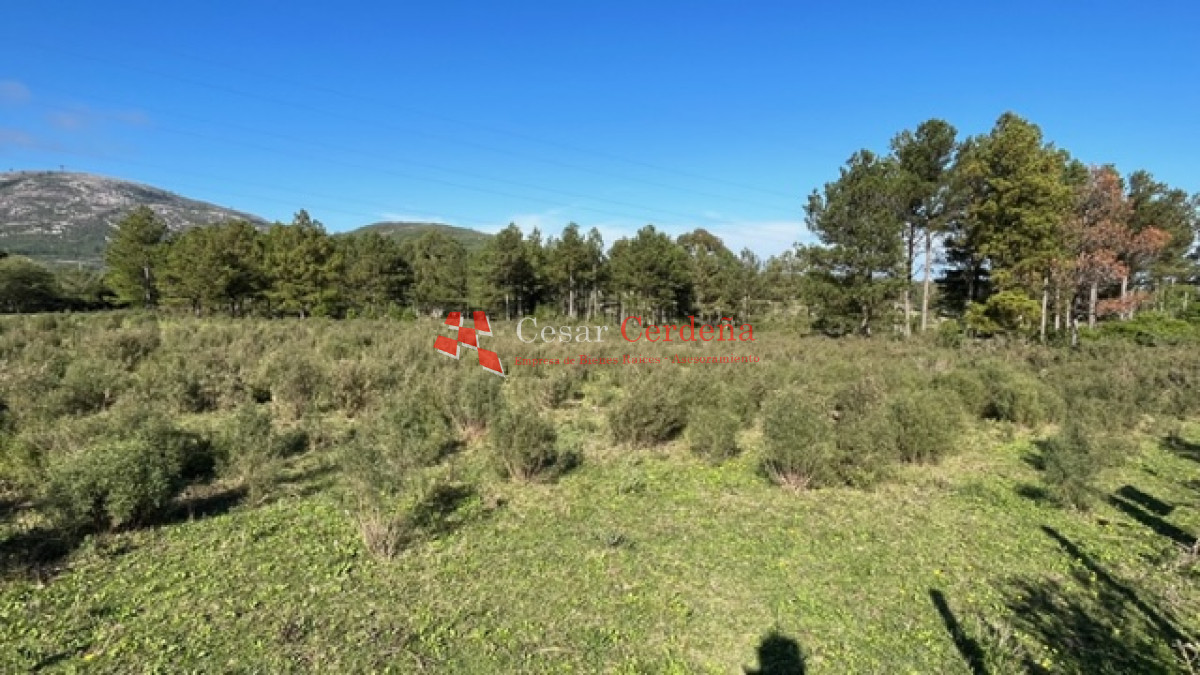 Chacra ID.1791 - VENTA -Chacra de 7 hectáreas en Cerro Pan de Azucar