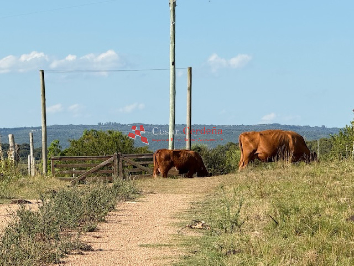 Chacra ID.1584 - VENTA - 39 Hectareas en Sierra de las Cañas