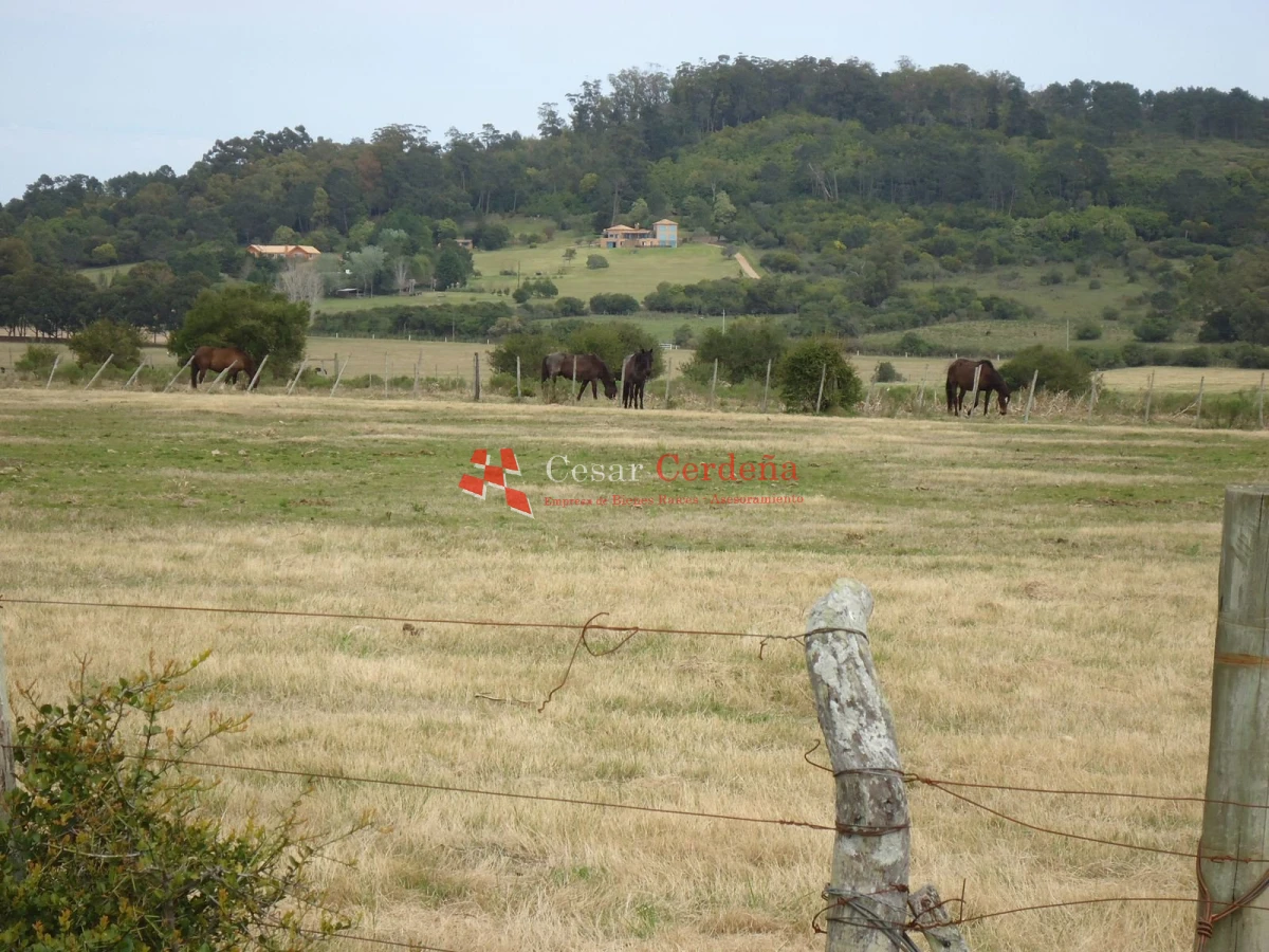 Chacra ID.1223 - VENTA - Chacra en La Pataia 8 hectareas