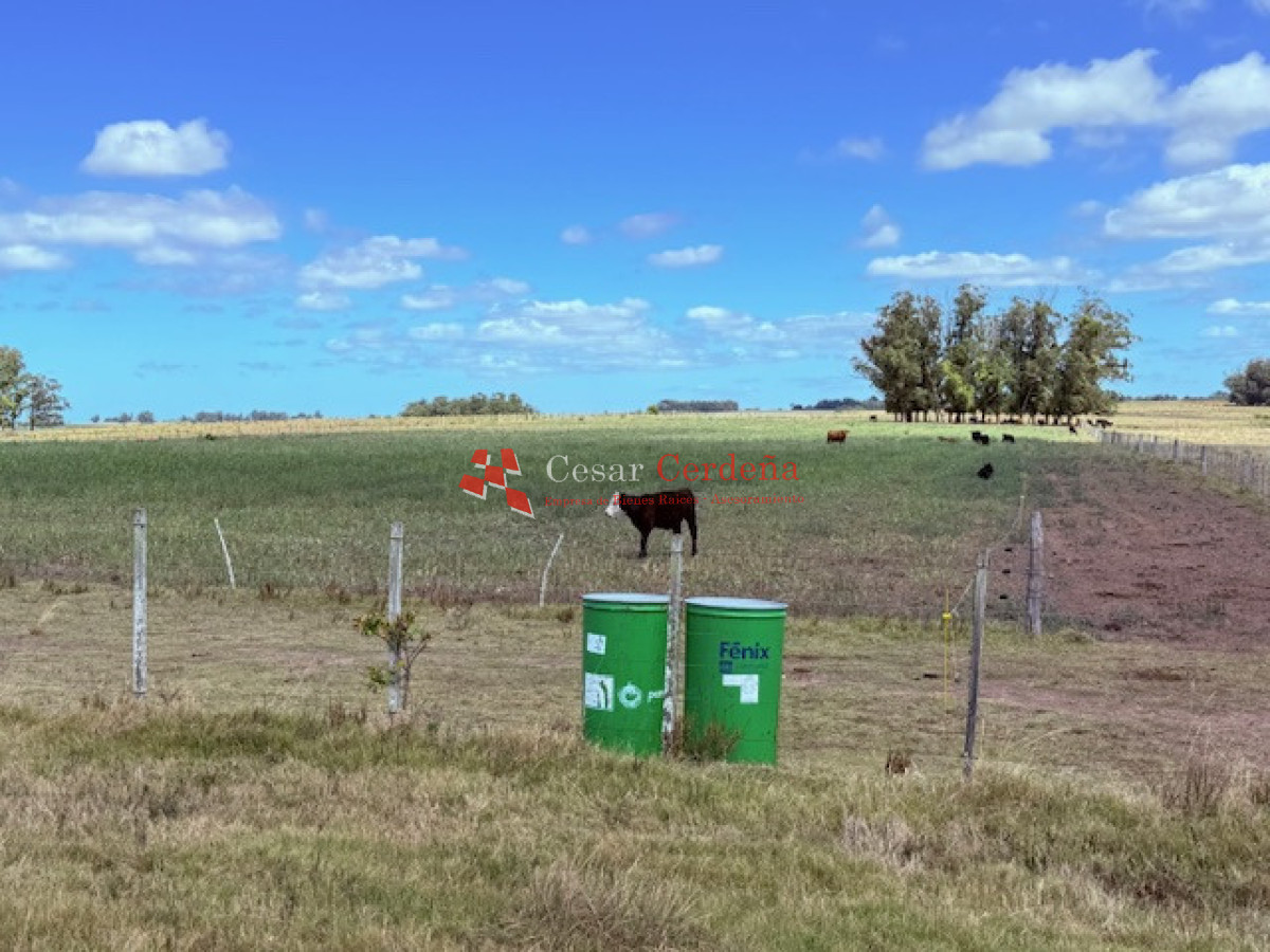 Chacra ID.1972 - VENTA - Chacra 21 hectáreas Jose Ignacio