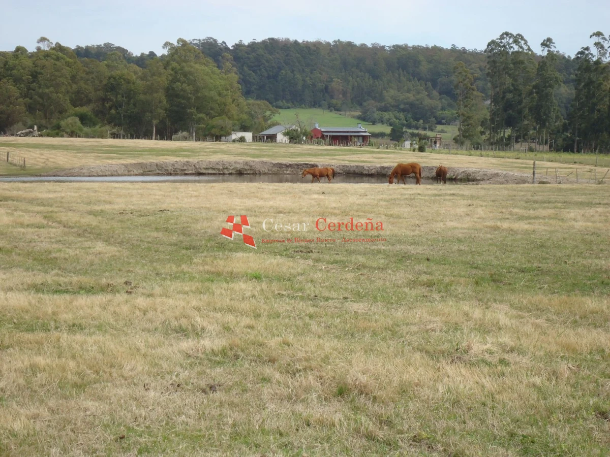 Chacra ID.1223 - VENTA - Chacra en La Pataia 8 hectareas