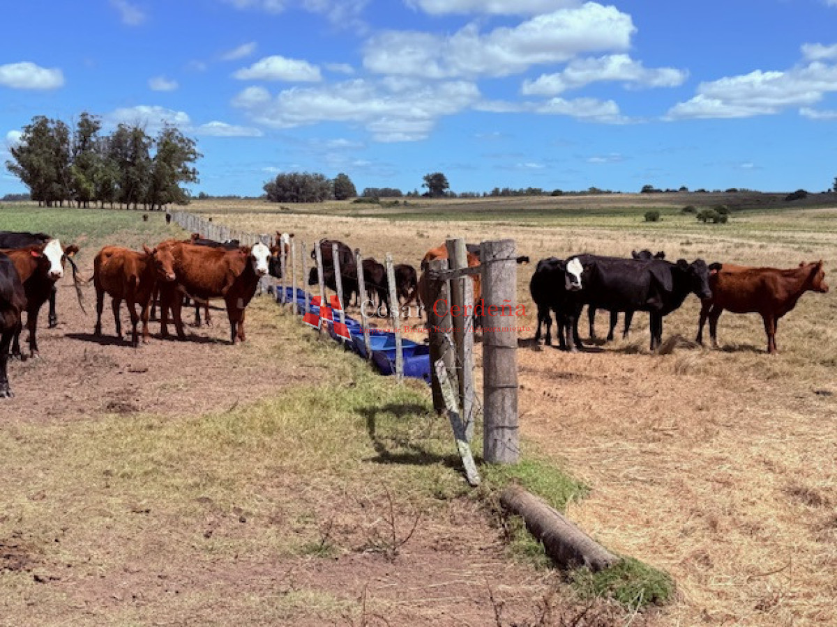 Chacra ID.1972 - VENTA - Chacra 21 hectáreas Jose Ignacio