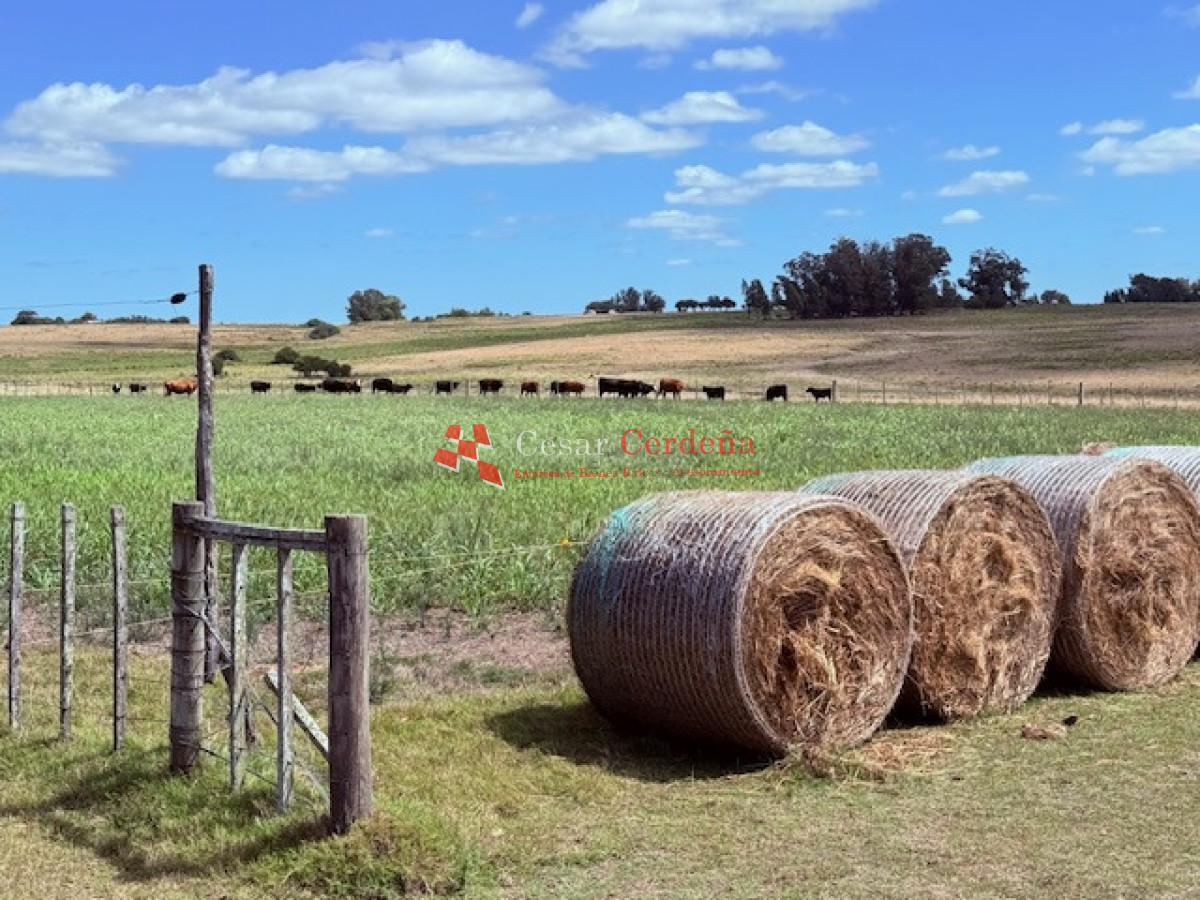 Chacra ID.1972 - VENTA - Chacra 21 hectáreas Jose Ignacio
